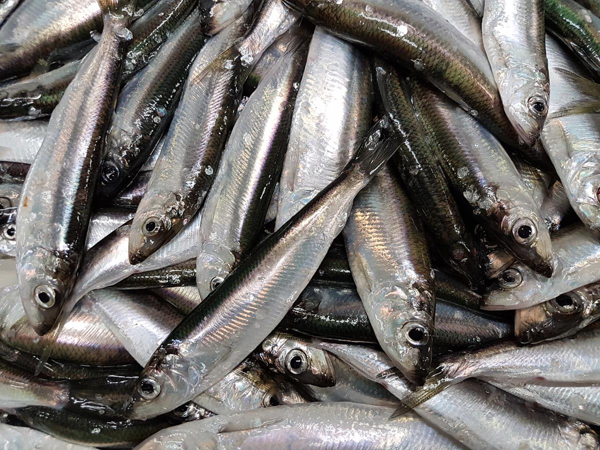 Baltic herring is the main catch of commercial fishing Itä